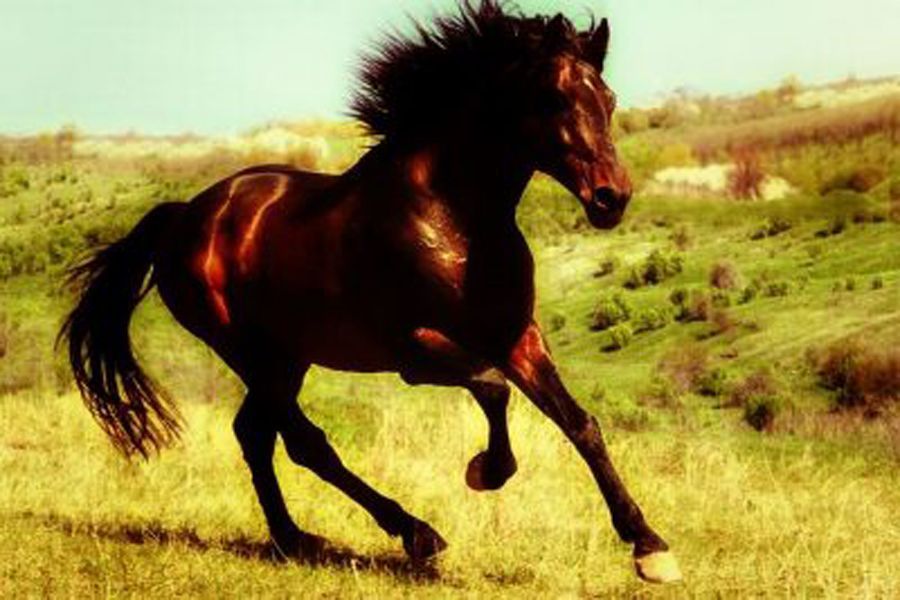 Y soltaron el caballo